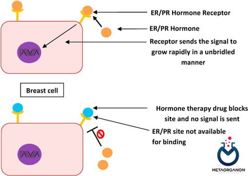 پاسخ ER/PR به درمان ضد هورمونی