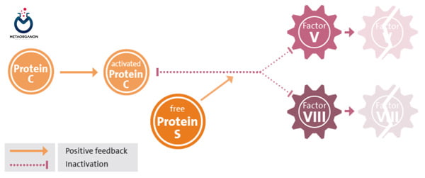 پروتئین-C-و-پروتئین-S