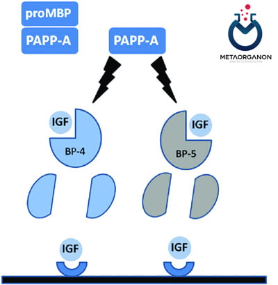 پروتئین پلاسما مرتبط با بارداری (PAPP-A)