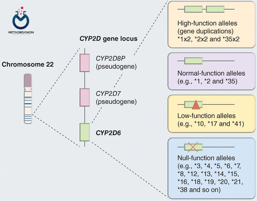 پلی مورفیسم ژن CYP2D6