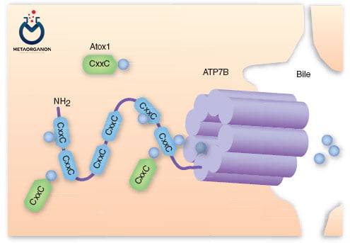 پپتیدهای ATP7B