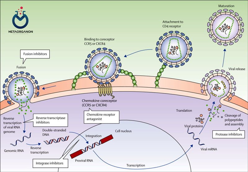 چرخه تکثیر ویروس HIV