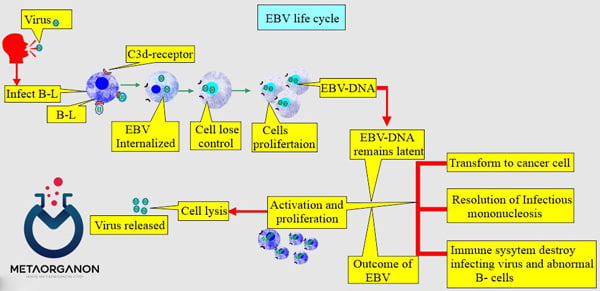 چرخه-زندگی-ویروس-اپشتین-بار-(EBV)