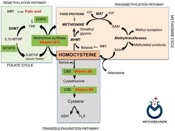 چرخه متیونین- هموسیستئین