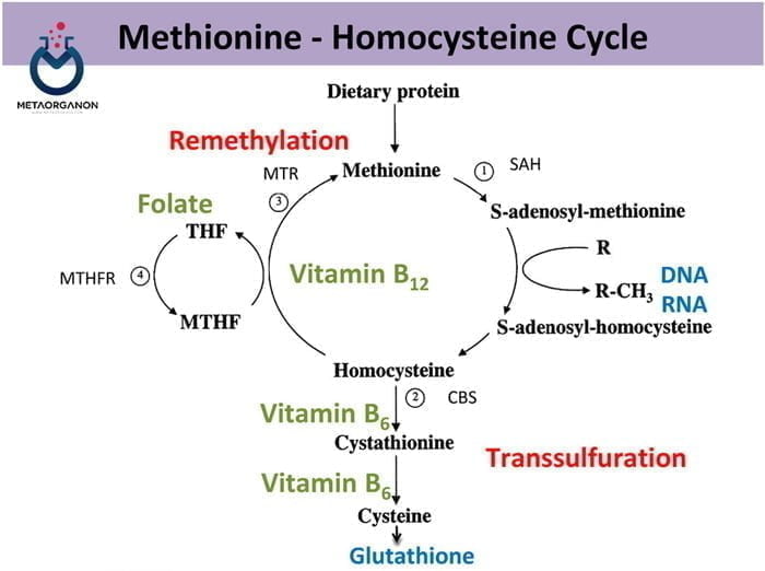 چرخه متیونین و هموسیستئین