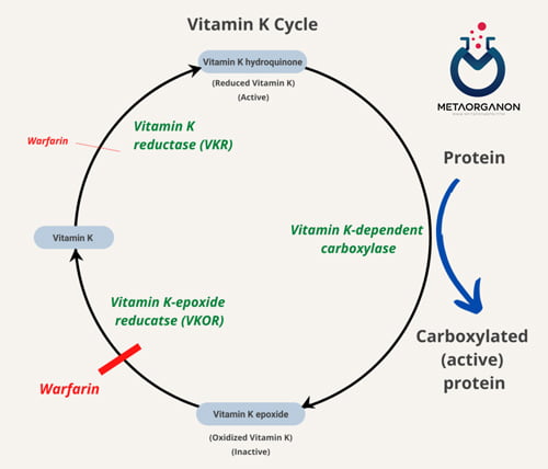 چرخه ویتامین K و اثر وارفارین