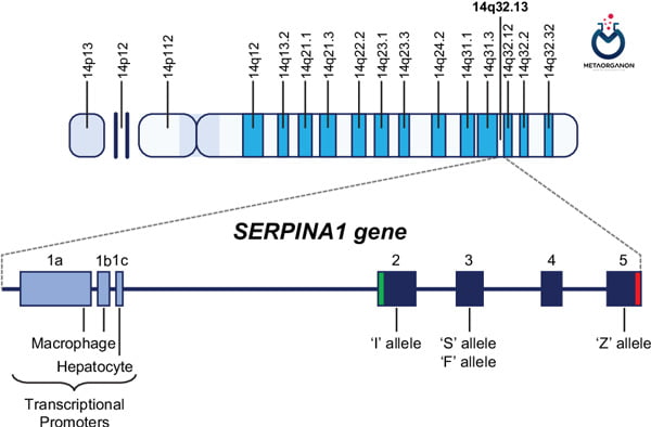 ژن SERPINA1
