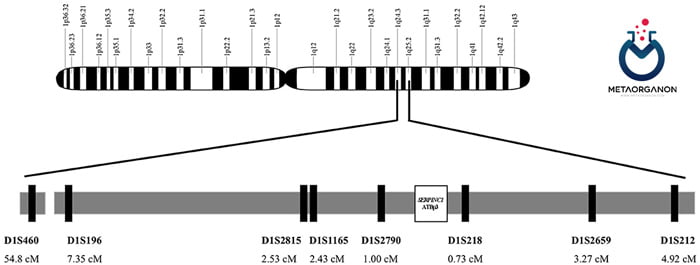 ژن آنتی ترومبین در کروموزوم 1