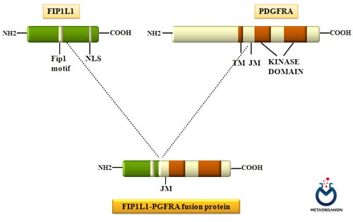 ژن همجوشی FIP1L1-PDGFRA