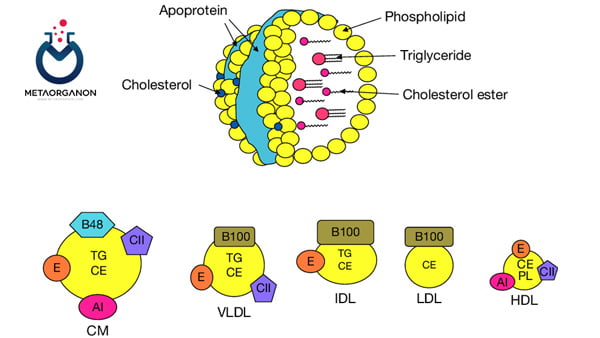 کلسترول-در-ساختار-لیپوپروتئین