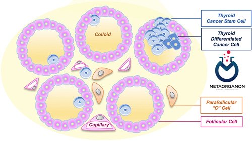 سلول C تولید کننده کلسی تونین