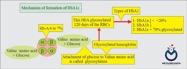 گلیکوزیلاسیون و تشکیل HbA1c