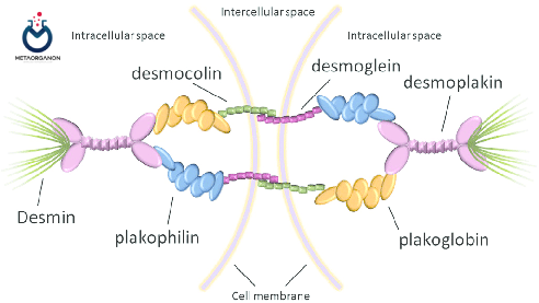 A schematic diagram of the desmosome Desmoglein and desmocolin located in the